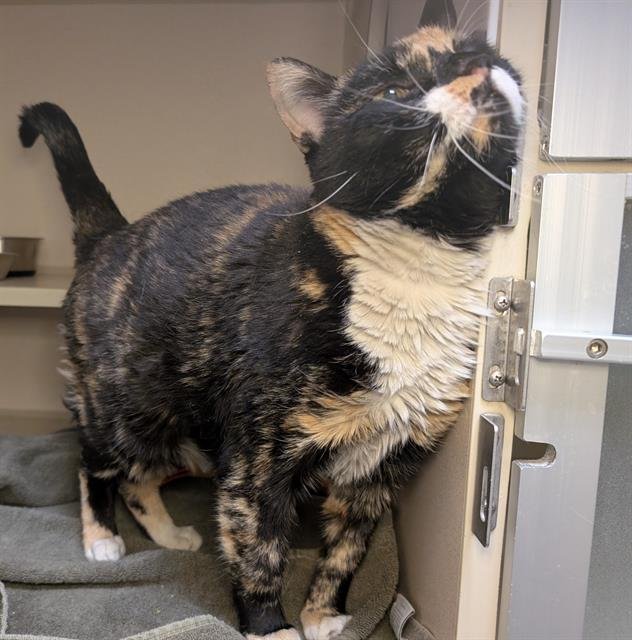 ELITCH GARDENS - Domestic Short Hair available for adoption