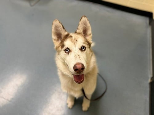 BEETHOVEN - Siberian Husky / Anatolian Shepherd available for adoption