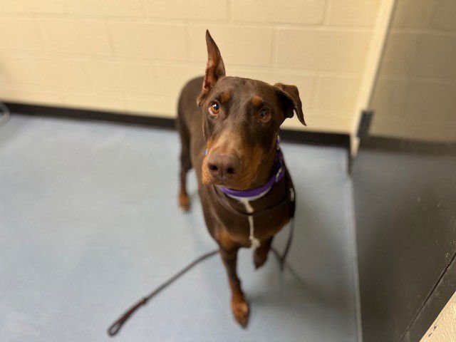 TATA - Doberman Pinscher available for adoption