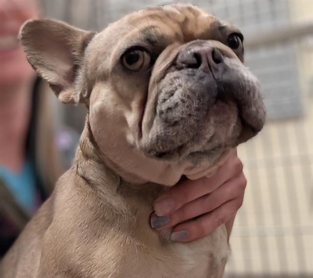 HONEY - French Bulldog available for adoption