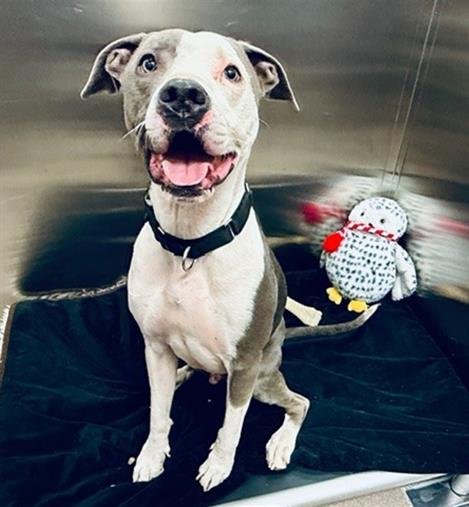 BENITO - American Pit Bull Terrier / Labrador Retriever available for adoption