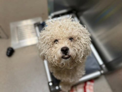 KOKOS - Poodle (Miniature) available for adoption