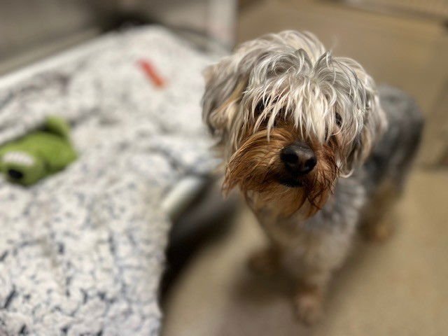 DUKE - Yorkshire Terrier Yorkie available for adoption
