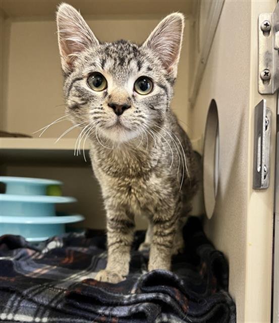 MISTY - Domestic Short Hair available for adoption