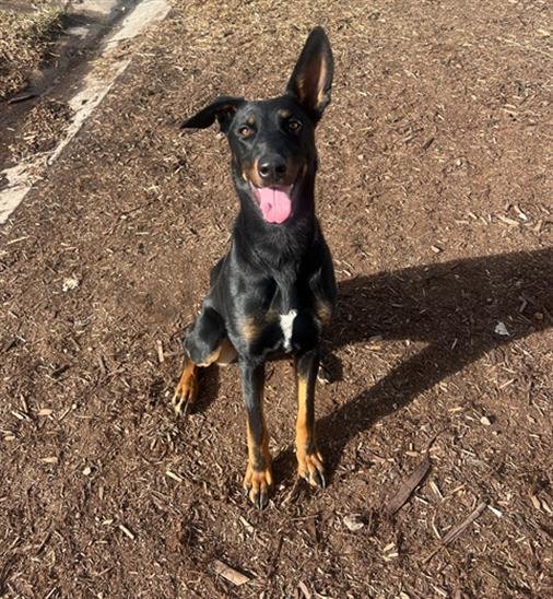 DARK ROAST - Doberman Pinscher available for adoption