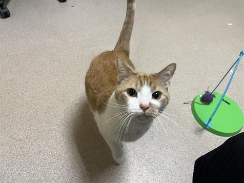 MALAKAI - Domestic Short Hair available for adoption