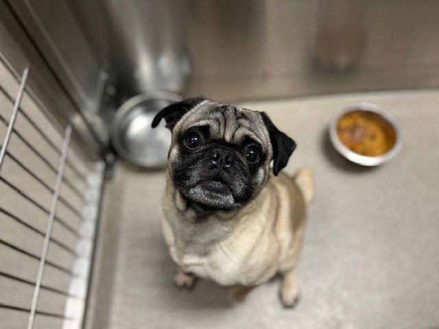 APPLE JACKS - Pug available for adoption