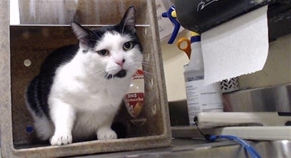 OREO - Domestic Short Hair available for adoption