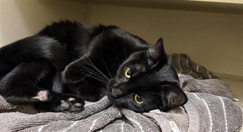 ABYSS - Domestic Short Hair available for adoption