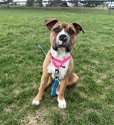 BUHBUH BEANS - Pit Bull Terrier / Chinese Shar-Pei available for adoption