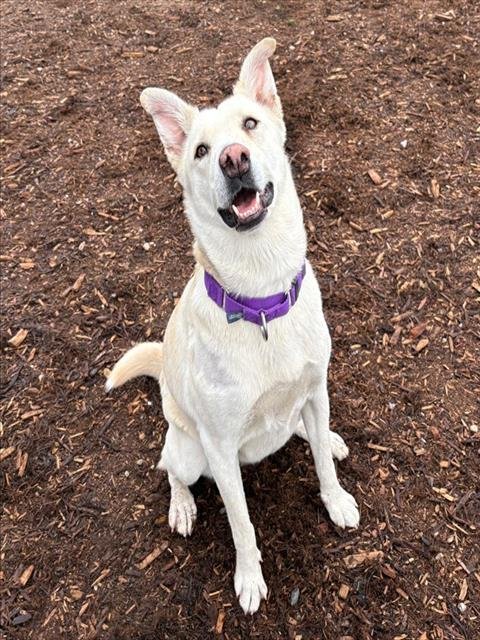 GRETCHEN - Labrador Retriever / Australian Cattle Dog/Blue Heeler available for adoption