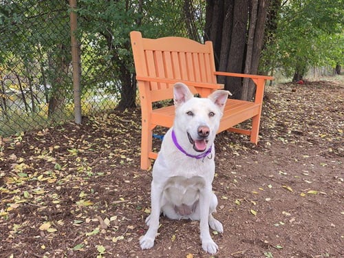 GRETCHEN - Labrador Retriever / Australian Cattle Dog/Blue Heeler available for adoption