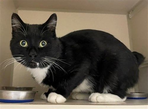 BENTLEY RUNE - Domestic Short Hair available for adoption