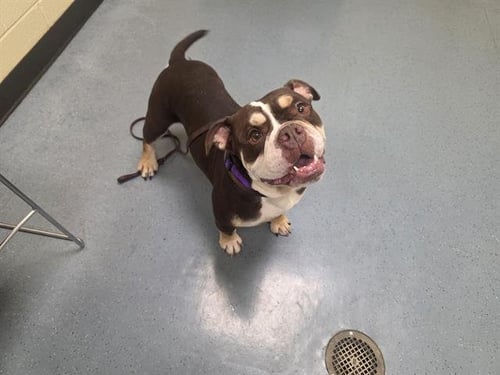 BACKPACK - English Bulldog available for adoption
