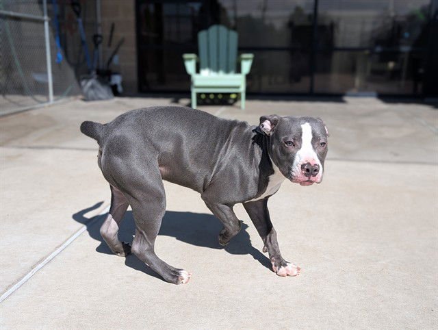 FRANK *THE STRONG ARM* AZAR - Pit Bull Terrier available for adoption