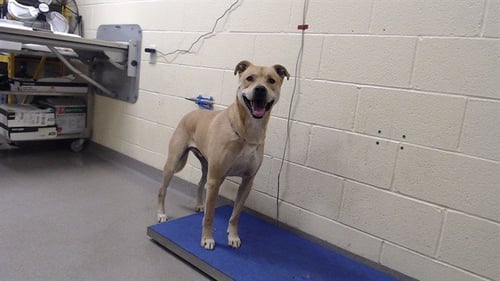BELIKI - Labrador Retriever available for adoption