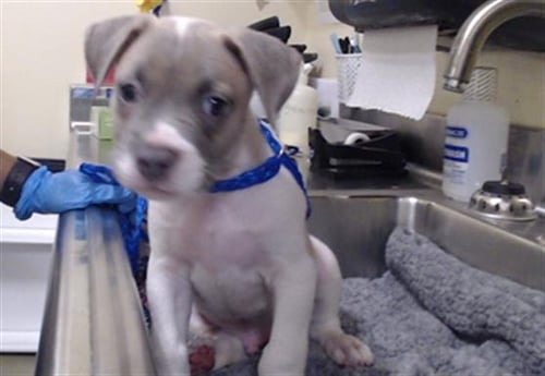 CHOBANI - Pit Bull Terrier available for adoption