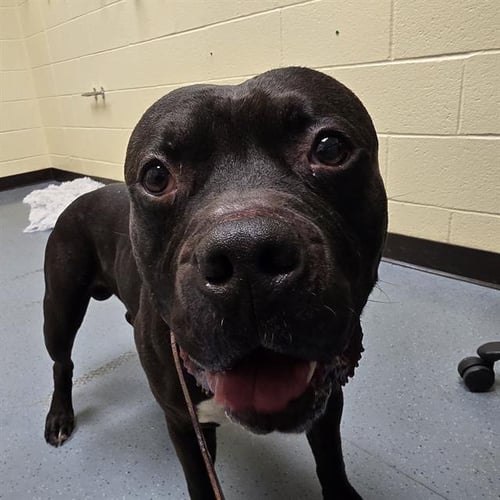 BISHOP - American Pit Bull Terrier available for adoption