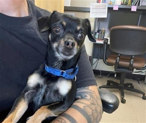 9 TO 5 - Chihuahua available for adoption