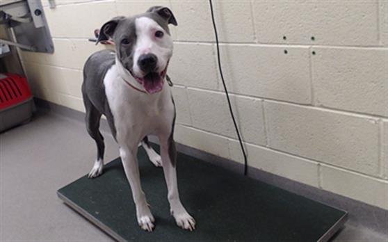 BENITO - American Pit Bull Terrier / Labrador Retriever available for adoption