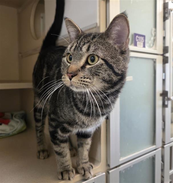 CHEESE - Domestic Short Hair available for adoption