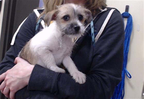 ZAPATITO - Jack Russell Terrier (Parson Russell Terrier) available for adoption