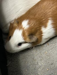 RON - Photo 1