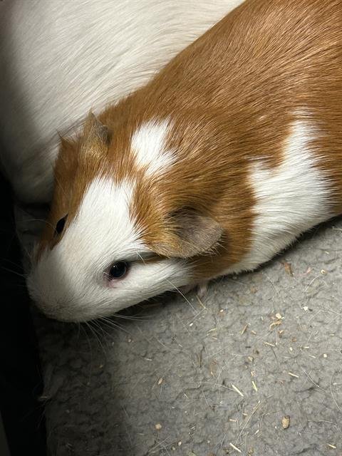 RON - Guinea Pig available for adoption
