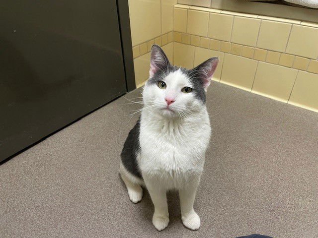 BUCKY SANDERS - Domestic Short Hair available for adoption