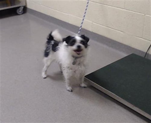 ROCKY - Jack Russell Terrier (Parson Russell Terrier) available for adoption