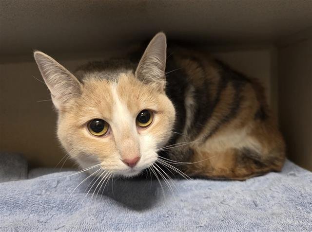 MILK - Domestic Short Hair available for adoption