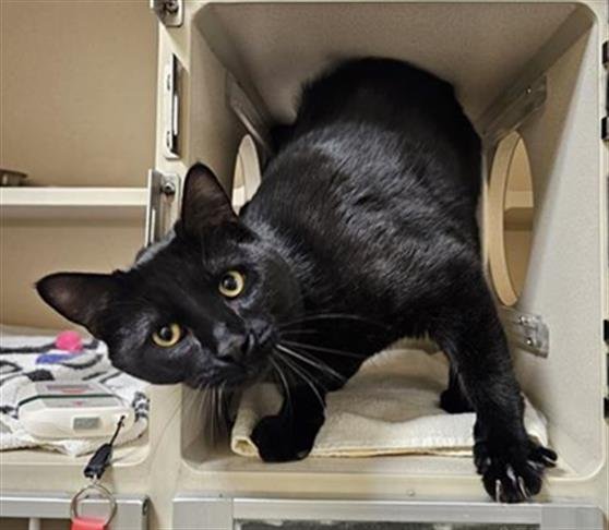 NORDICA - Domestic Short Hair available for adoption