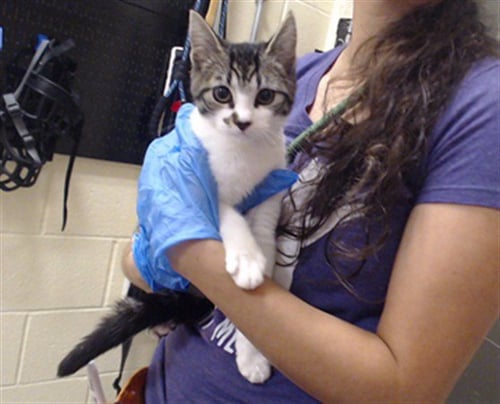 ACORN - Domestic Short Hair available for adoption