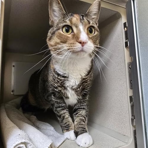 SERAPHINE - Domestic Short Hair for adoption in Lakewood