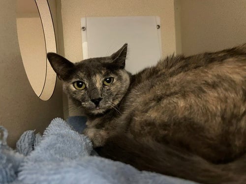 SCOUT - Domestic Short Hair for adoption in Denver