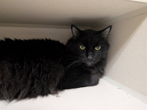 FRANK - Domestic Medium Hair available for adoption