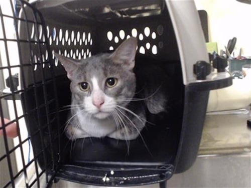 NITRO - Domestic Short Hair for adoption in Denver
