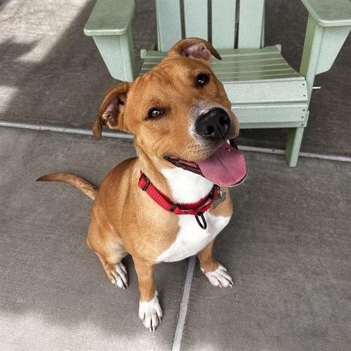 PYRITE - American Pit Bull Terrier available for adoption