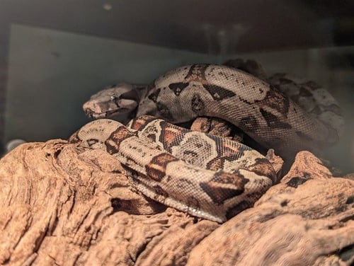 GHOST - Boa available for adoption