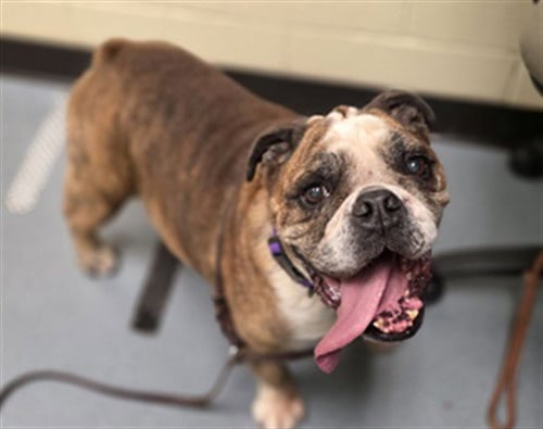 BIGGIE - English Bulldog available for adoption