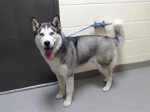 DOT COM - Siberian Husky available for adoption