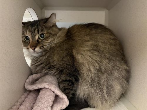 SOCIOLOGY - Domestic Long Hair for adoption in Arvada