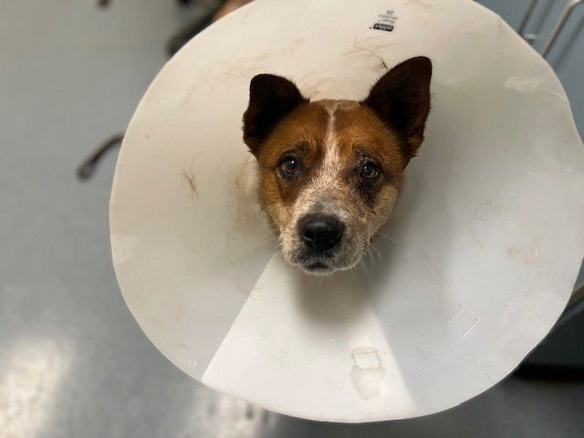 MINI WHEATS - Australian Cattle Dog/Blue Heeler available for adoption