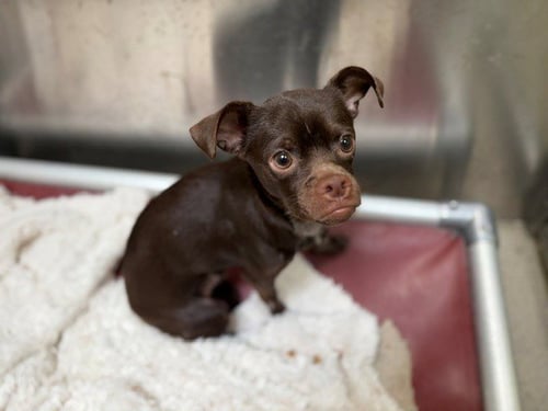 BACH - Chihuahua available for adoption