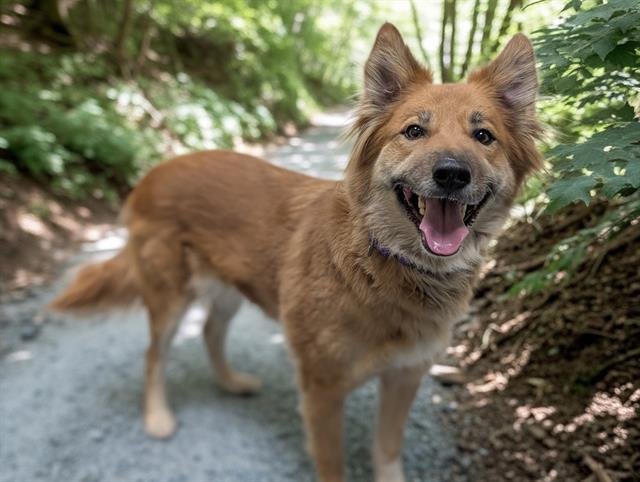 GINGER FOX - Australian Shepherd available for adoption