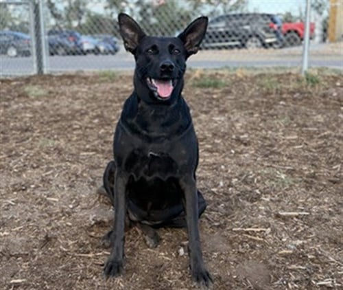 BUN BUN - Labrador Retriever / German Shepherd Dog available for adoption