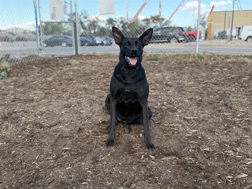 BUN BUN - Labrador Retriever / German Shepherd Dog available for adoption