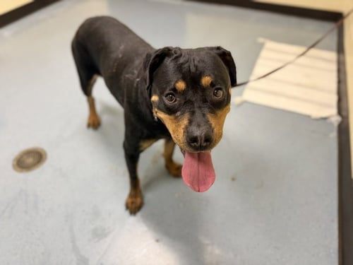 TEMU - Rottweiler available for adoption