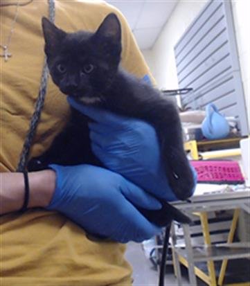 A435162 - Domestic Short Hair available for adoption