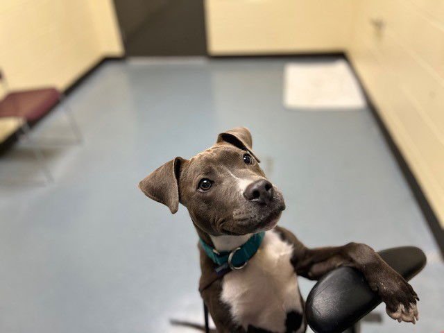 RHYHORN - Pit Bull Terrier available for adoption